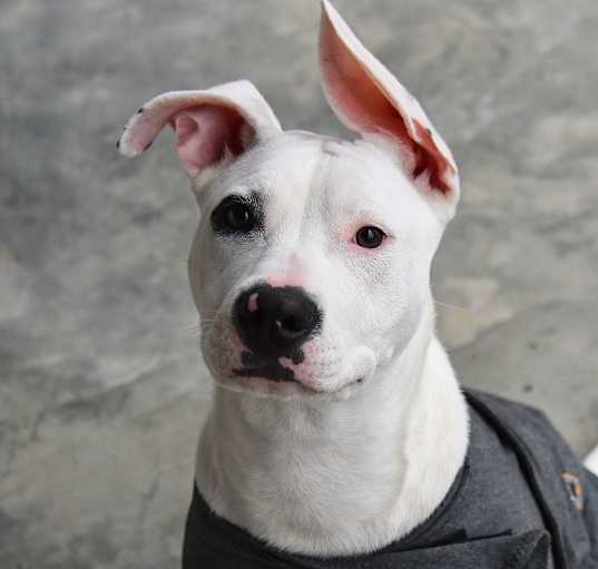 Photo of Priscilla