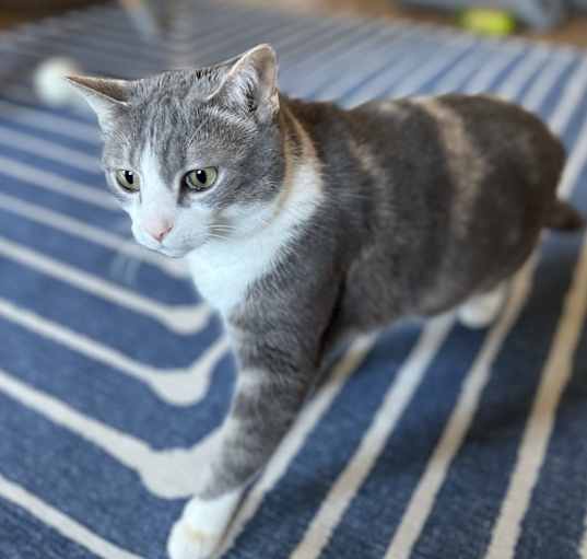 Photo of Cricket