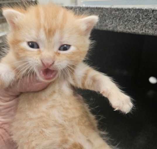 Photo of Kitten 4
