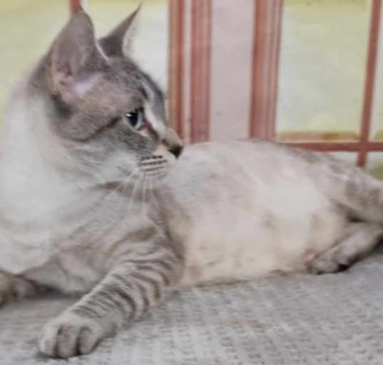Photo of Willow