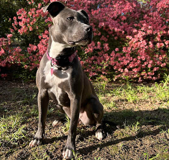 Photo of Daisy