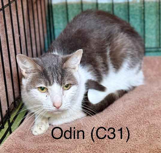 Photo of Odin (C31)