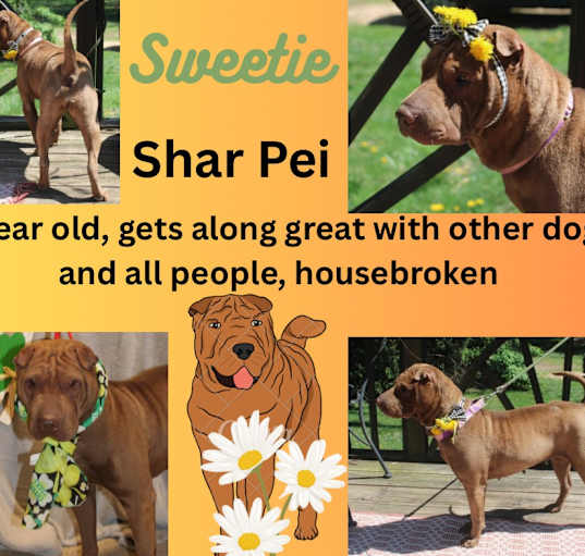 Photo of Sweetie