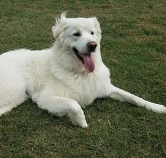 Photo of Brock
