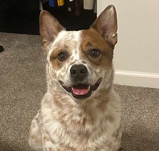 Photo of Cowboy