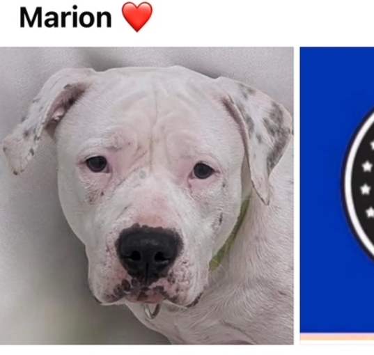 Photo of MARION