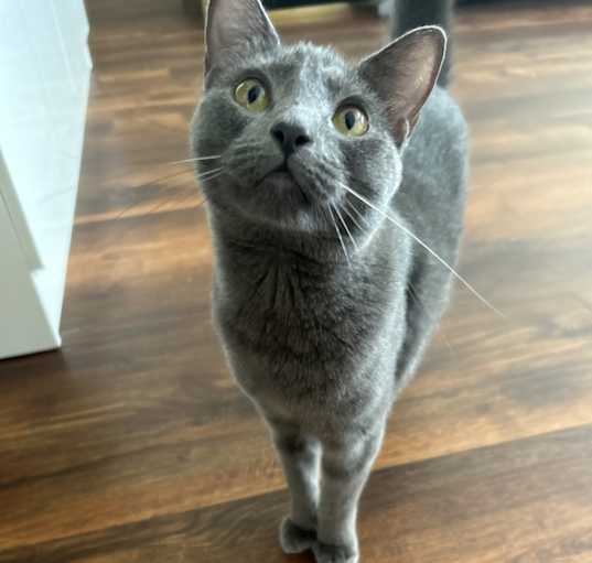 Photo of Kitty