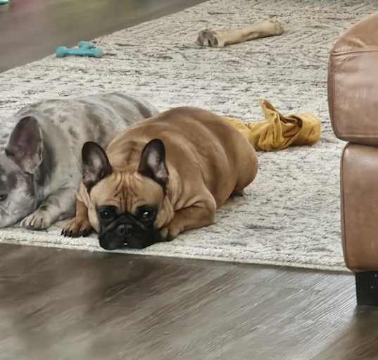 Photo of Zsa Zsa and Lala