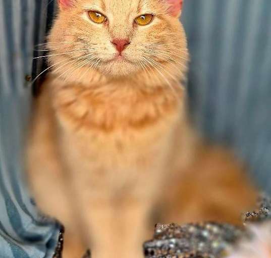 Photo of Fancy