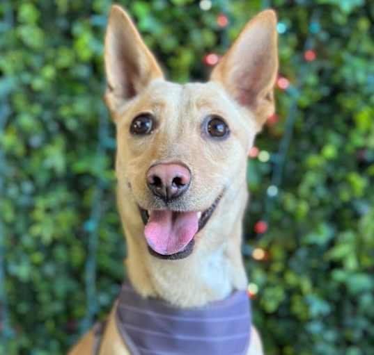 Photo of Fifi