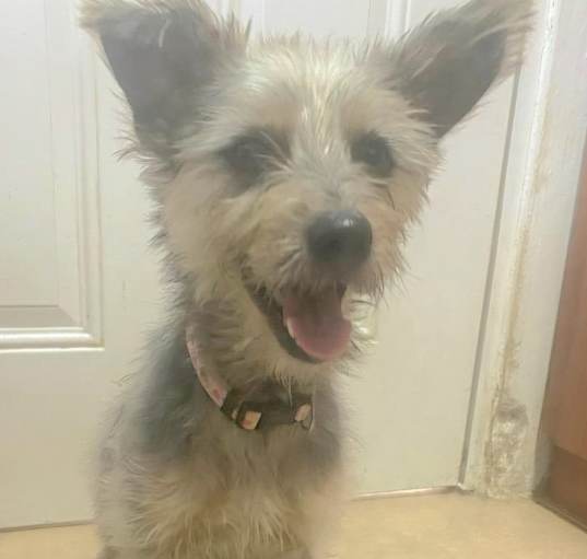 Photo of MOUSE MAX