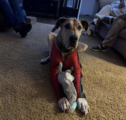 Photo of Hank