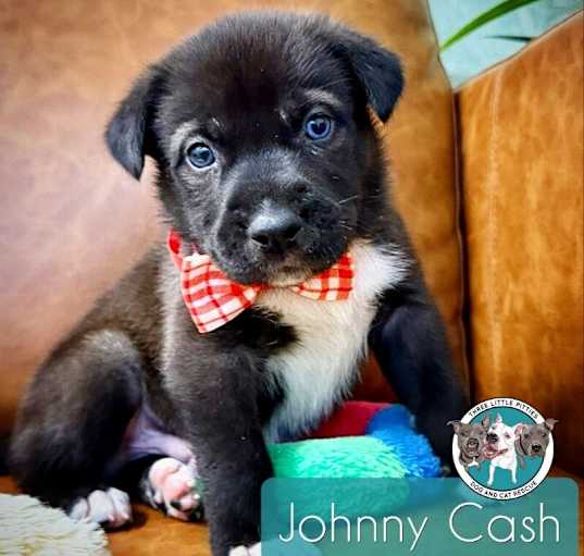 Photo of Johnny Cash Rodeo