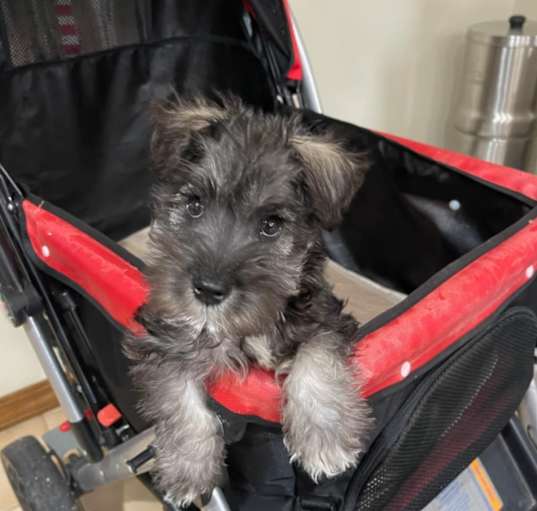 Photo of Aiko