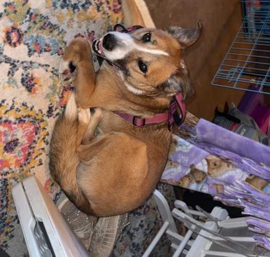 Photo of Buddy