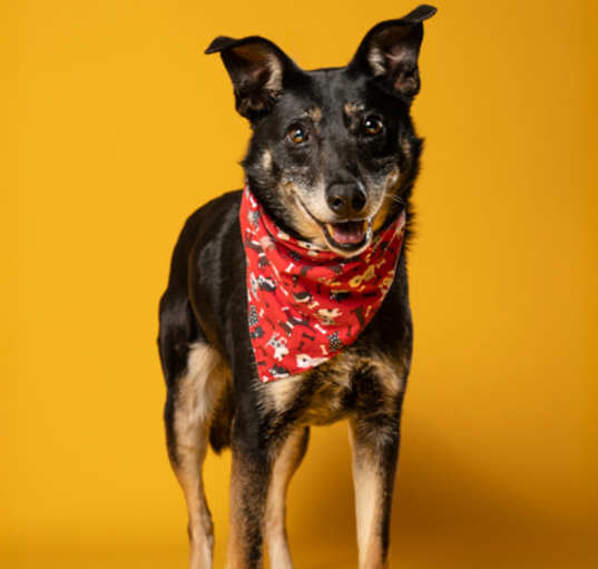 Photo of Kramer