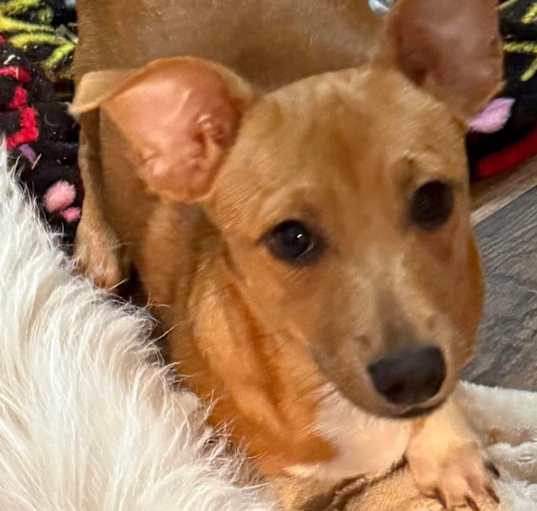 Photo of Scooby
