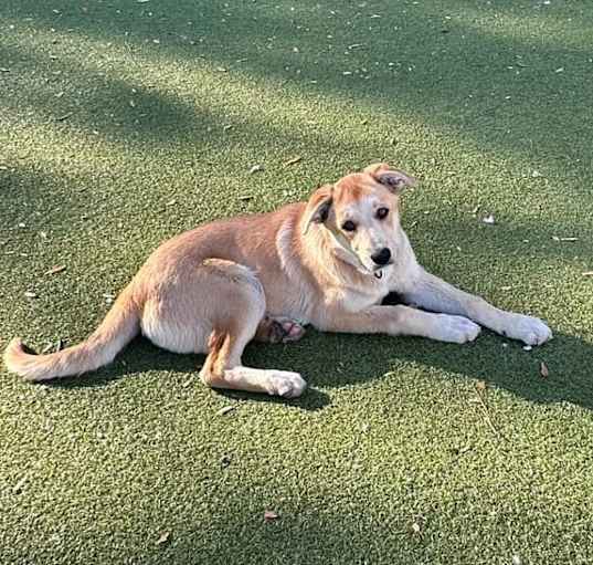 Photo of Shasta
