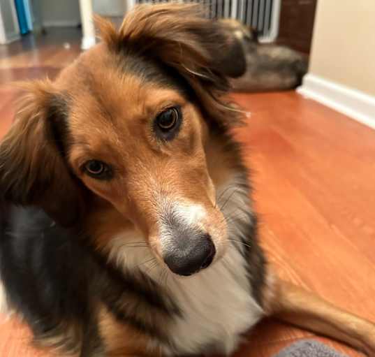 Photo of Mochi