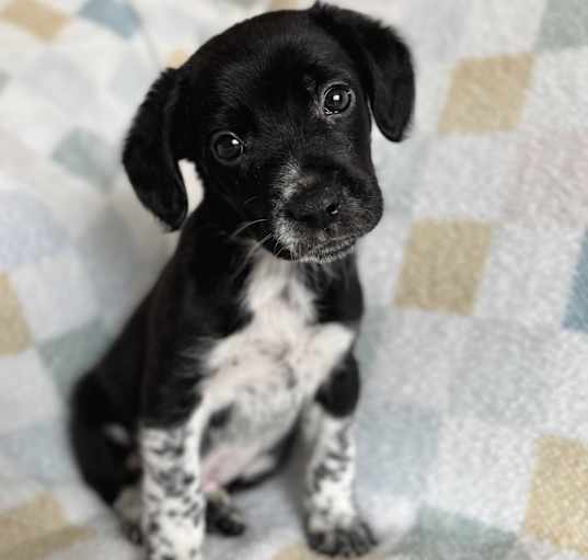 Photo of Ripley