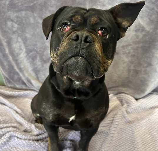 Photo of Armani