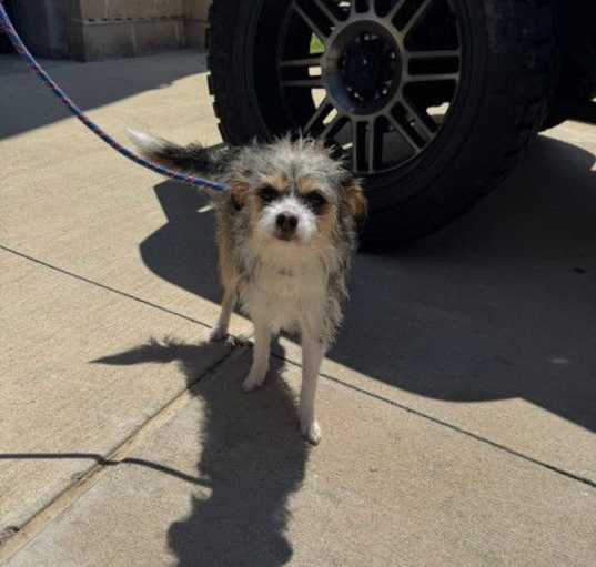 Photo of PICO
