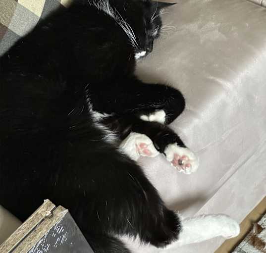 Photo of Charlie