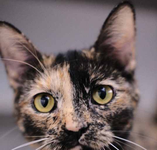 Photo of Brownie