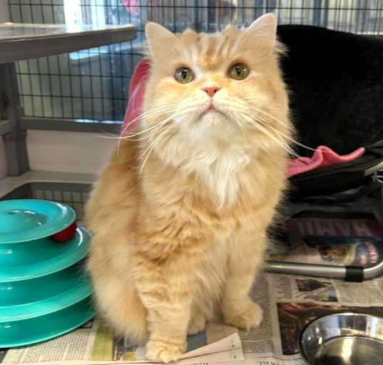 Photo of Garfield 
