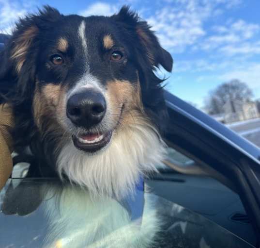 Photo of Roscoe
