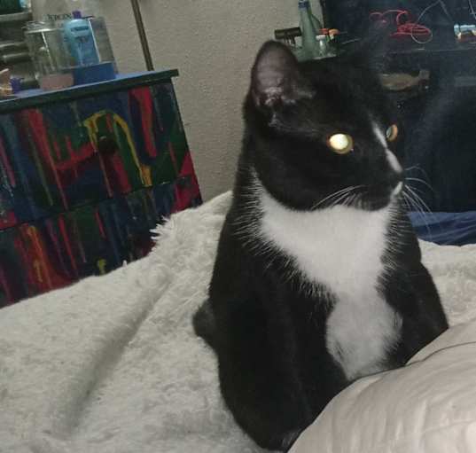 Photo of Rollie