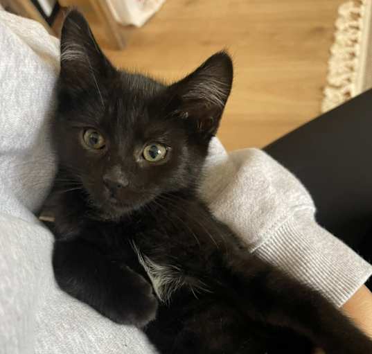 Photo of Puff