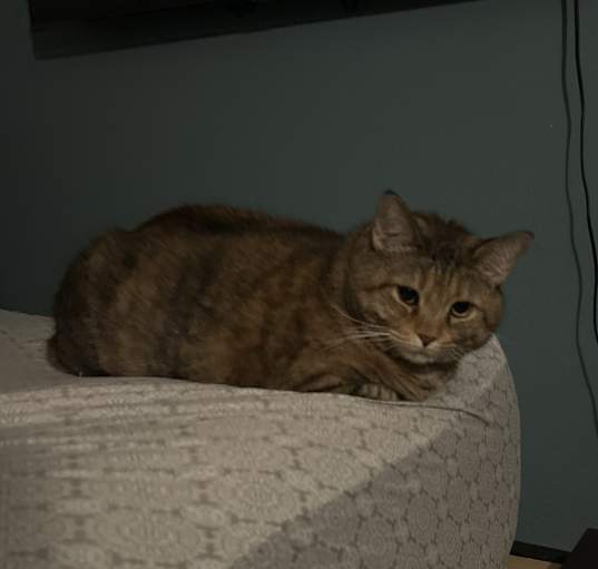 Photo of Bella