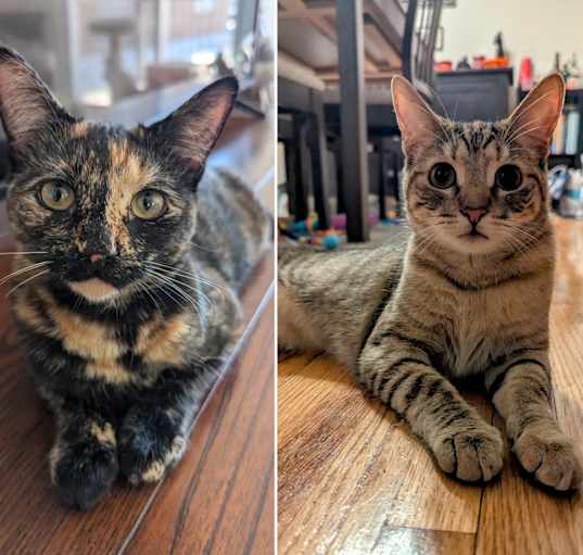 Photo of Tortina & Louise