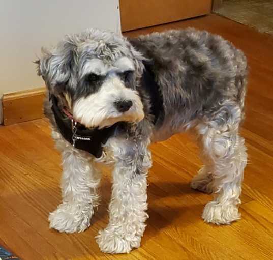Photo of Lola
