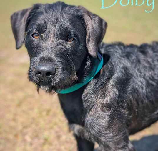 Photo of Dolby