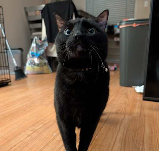 Photo of Eros