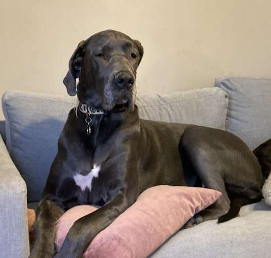 Photo of Blue