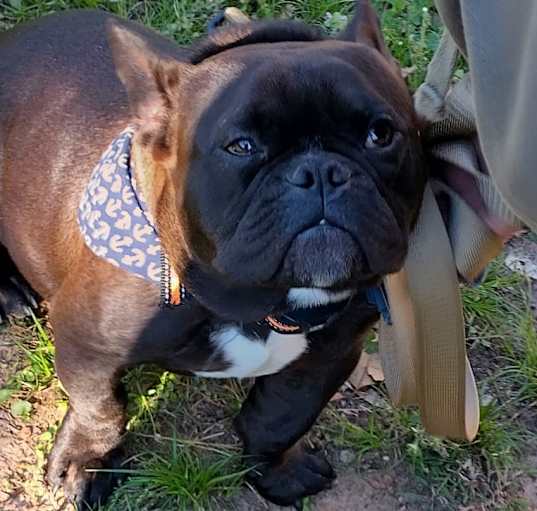 Photo of Dexter