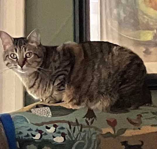 Photo of Pippa
