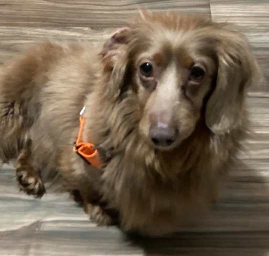 Photo of Teddy