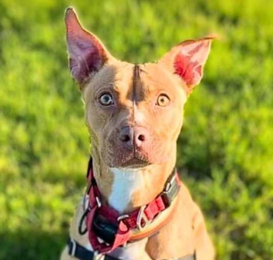 Photo of Willow