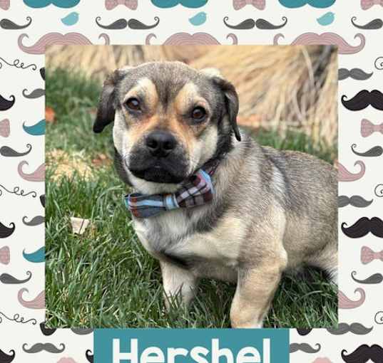 Photo of Hershel
