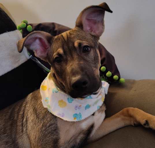 Photo of Diesel