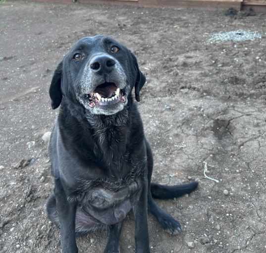 Photo of Buster