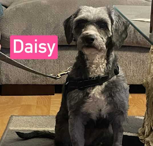 Photo of Daisy