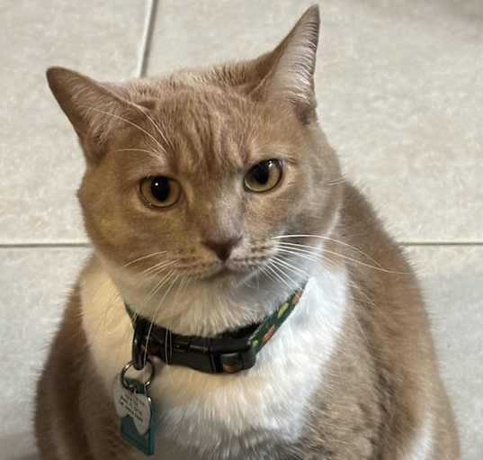 Photo of Kini