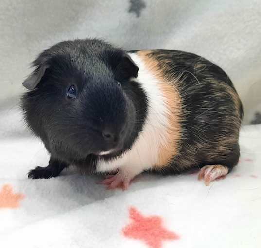 Photo of Emmy