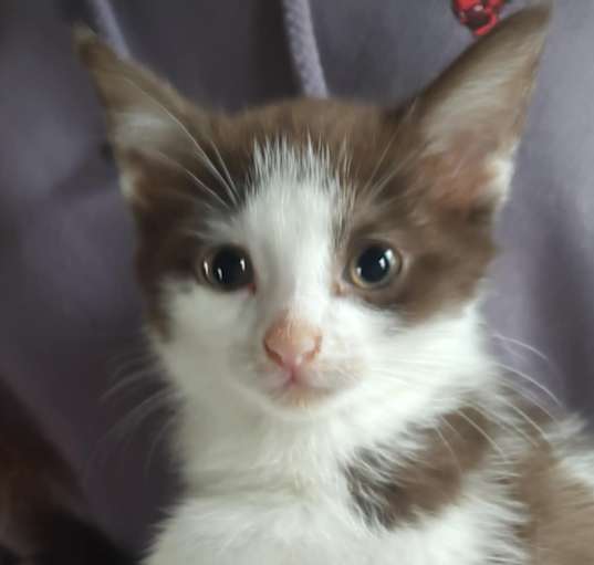 Photo of Cookie