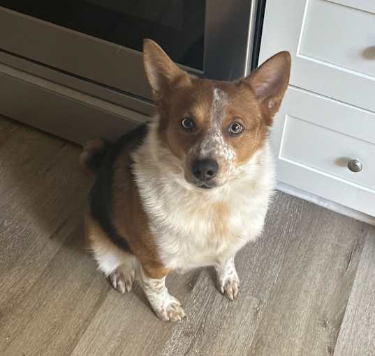 Photo of Maverick